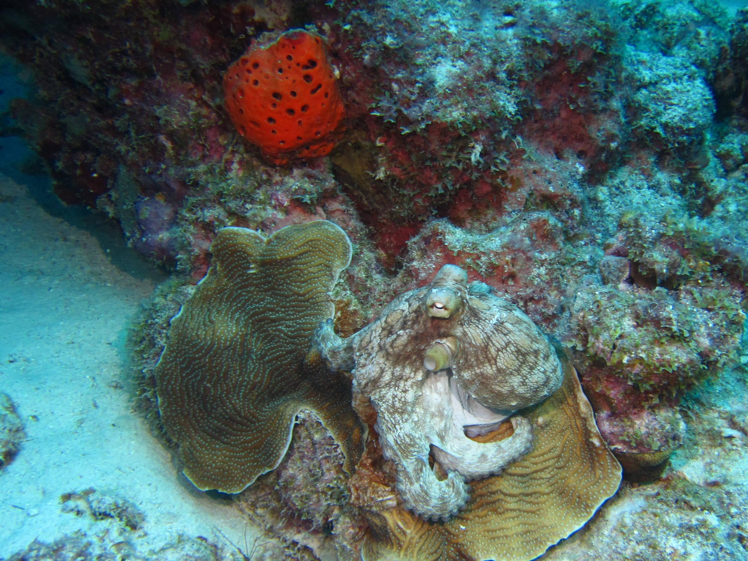 Octopus at Bachelor's Beach