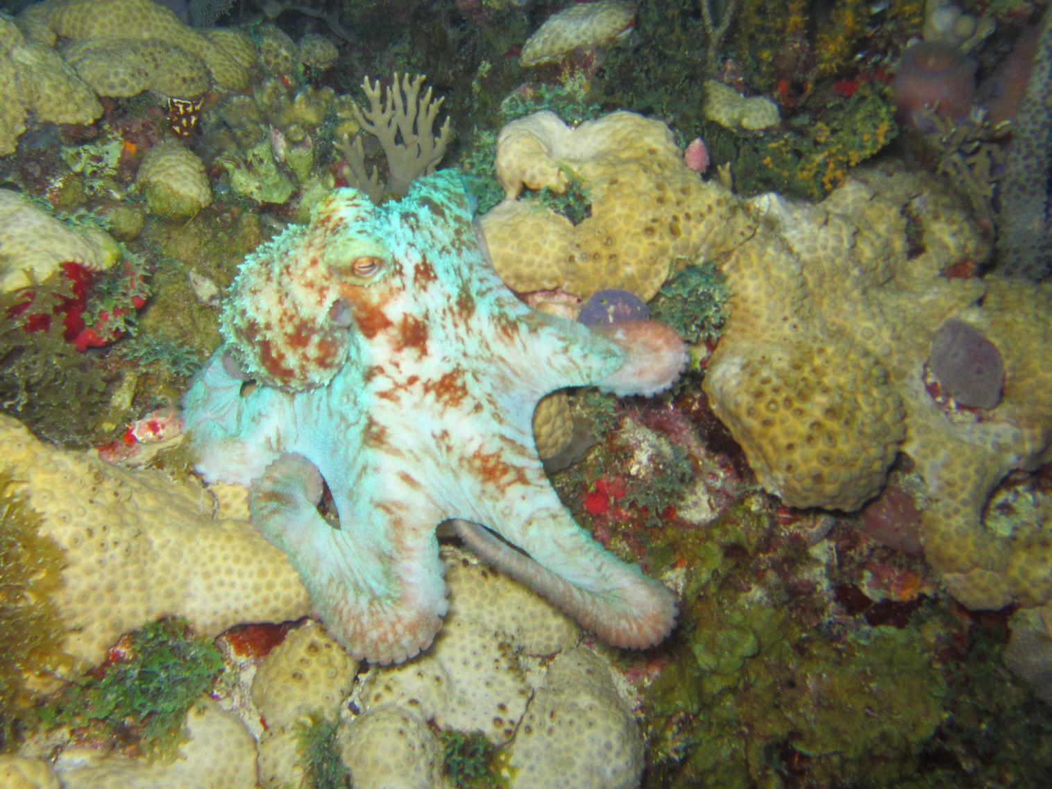 Octopus at Dry Tortugas