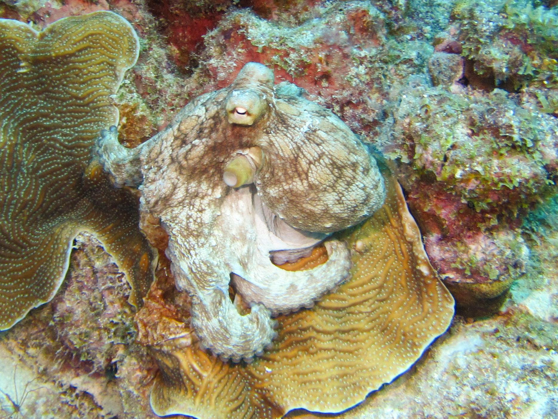 Octopus Closeup Bachelor