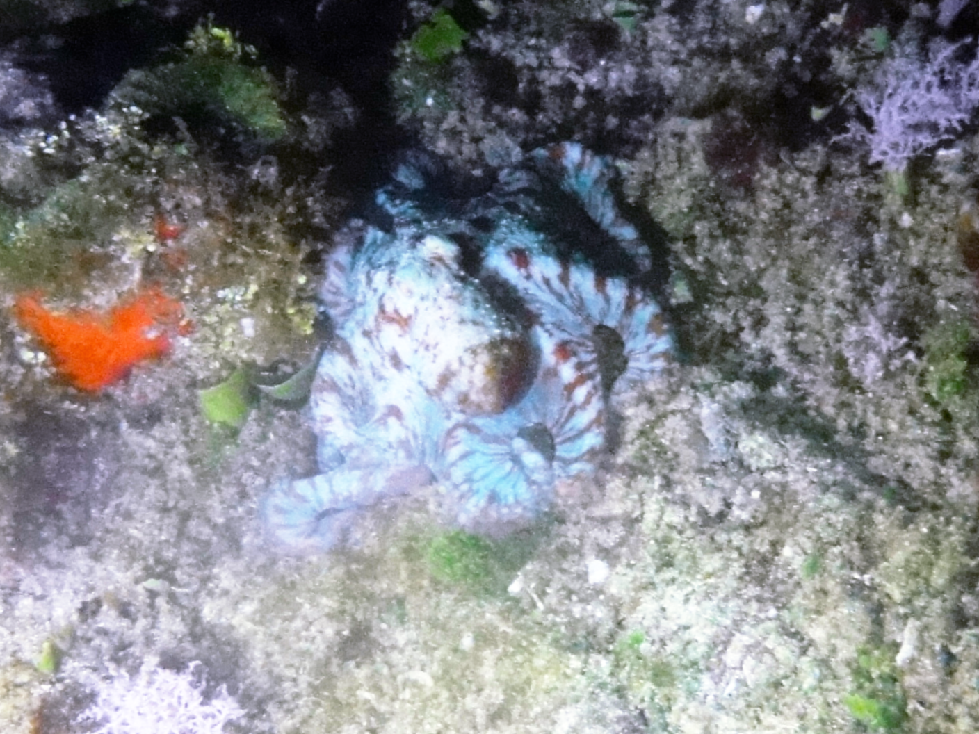Octopus on our night dive