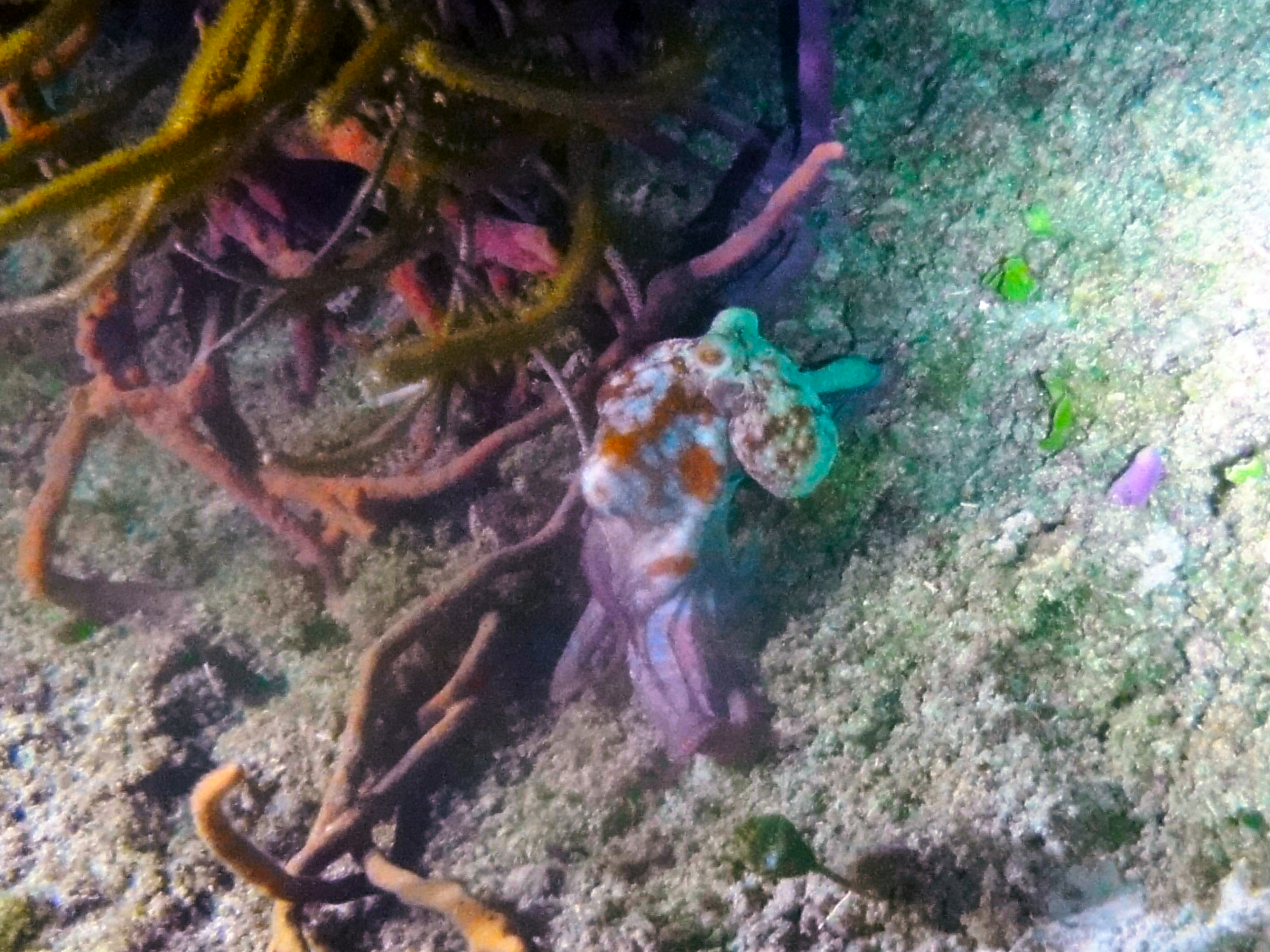 Octopus on our night dive