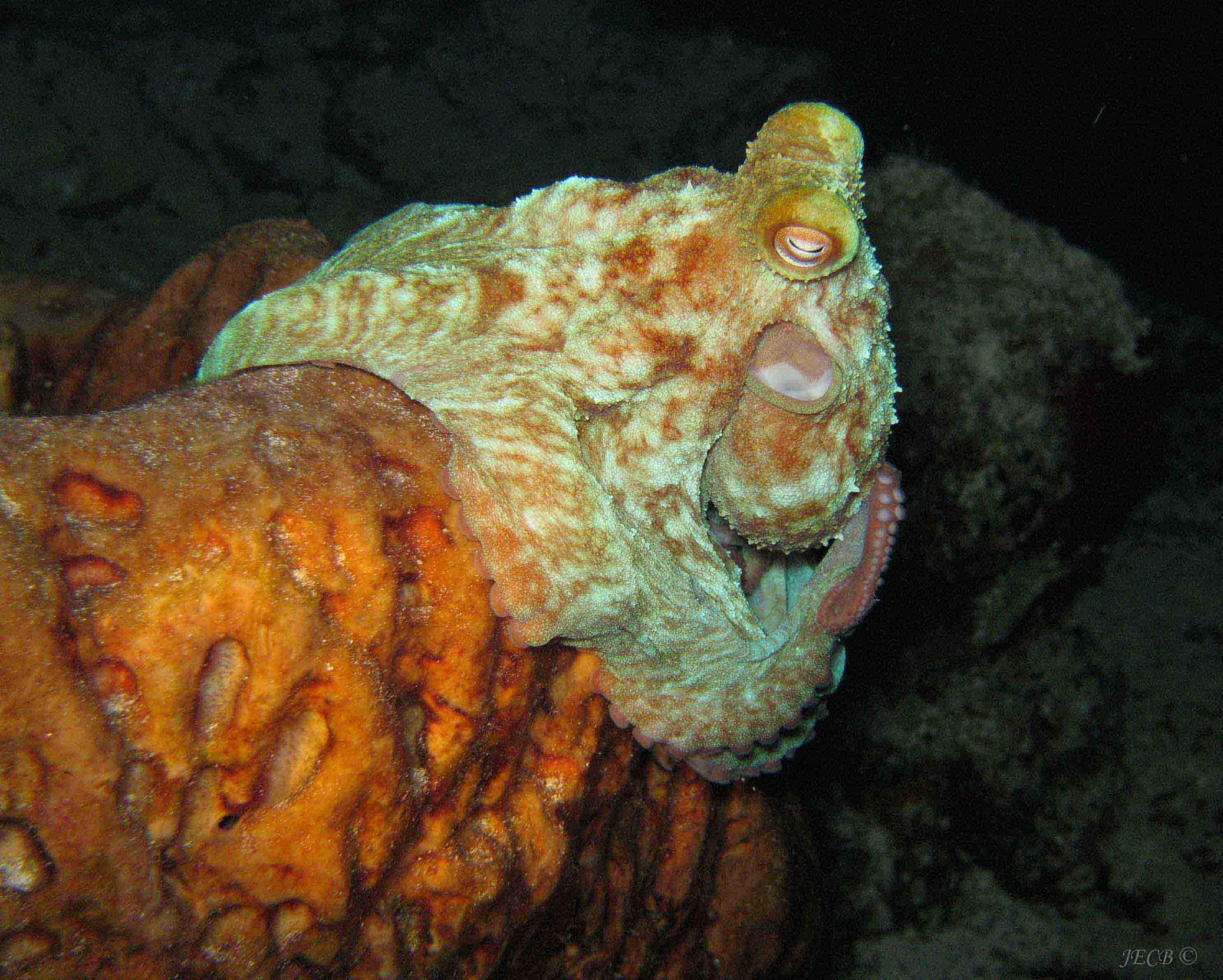 Octopus on Sponge
