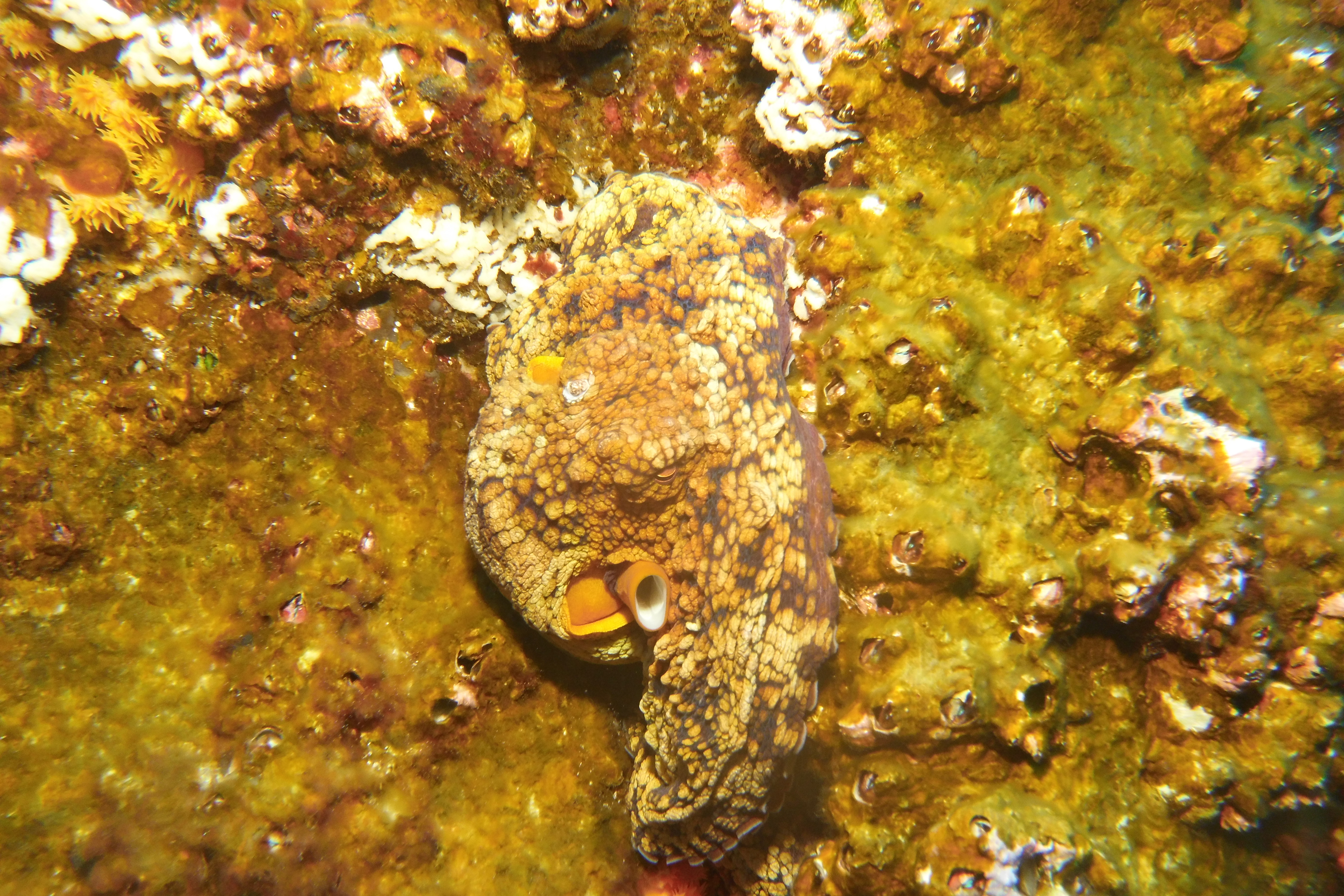 Octopus on the reef