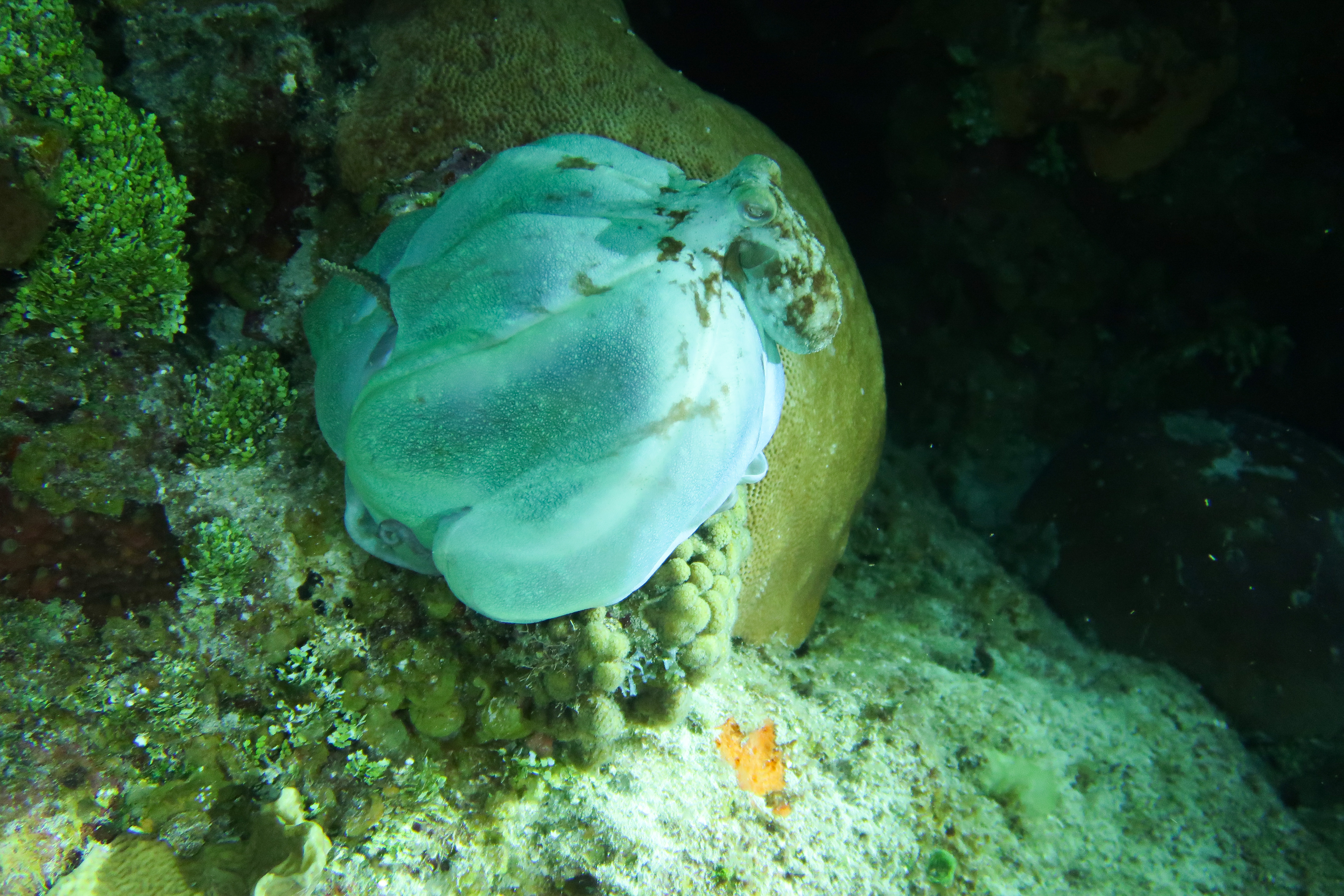 Octopus One Enveloping