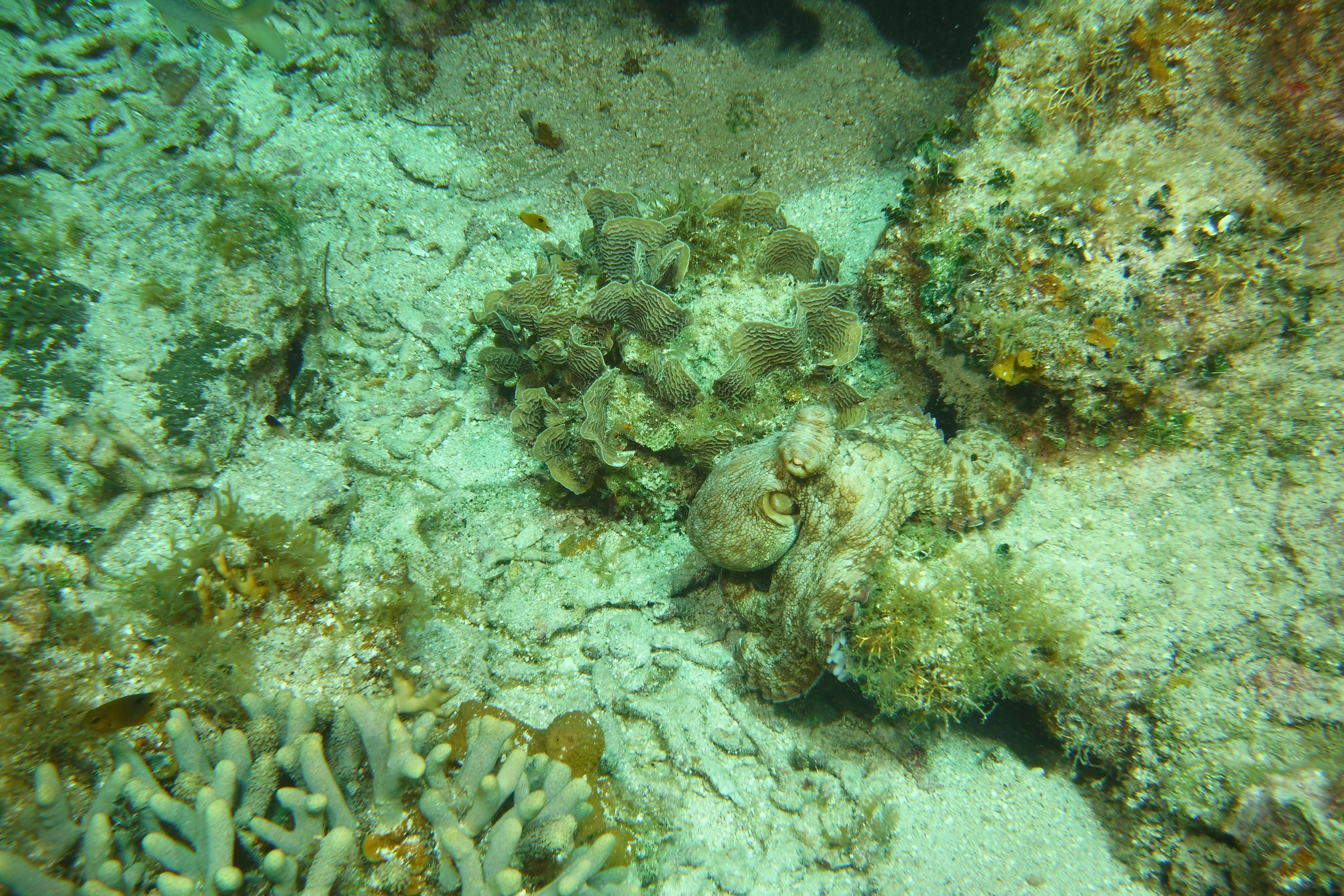 Octopus Roatan March 2022
