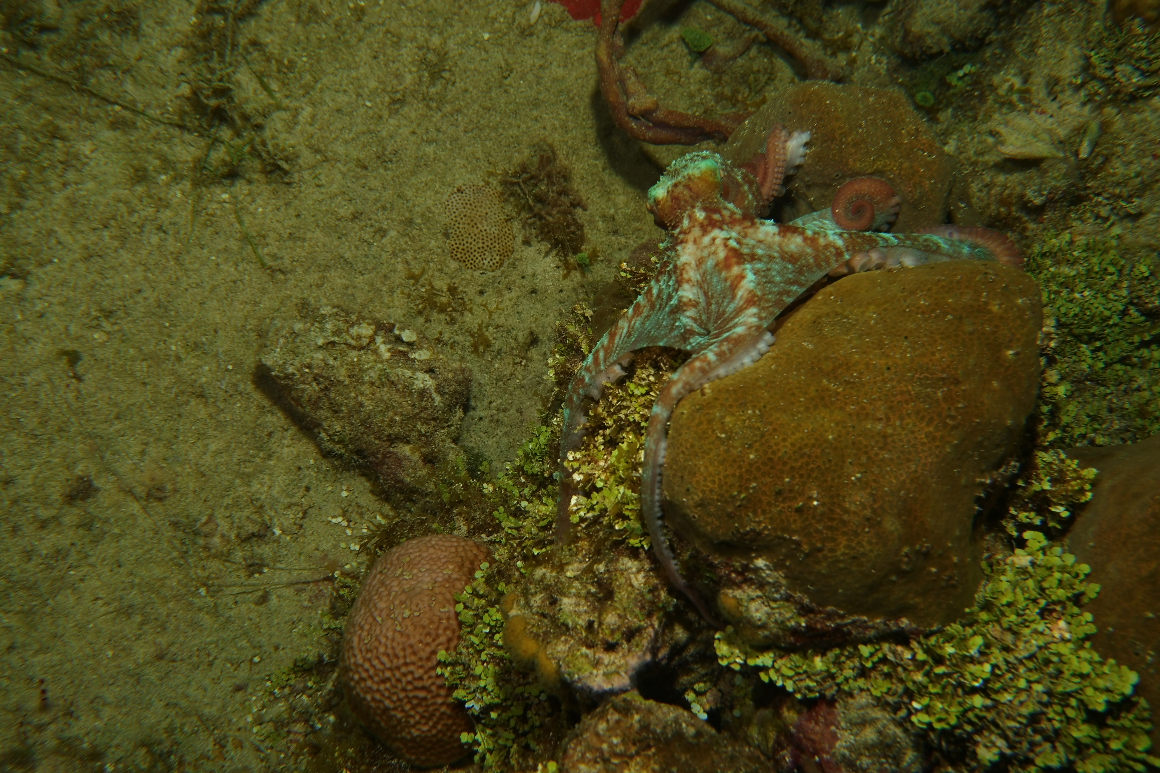 Octopus still trying to hide
