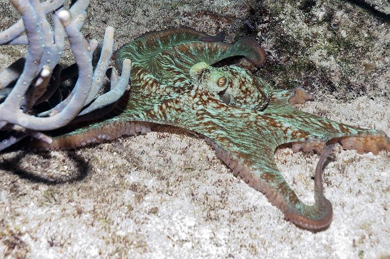Octopus.....tons on the night dives
