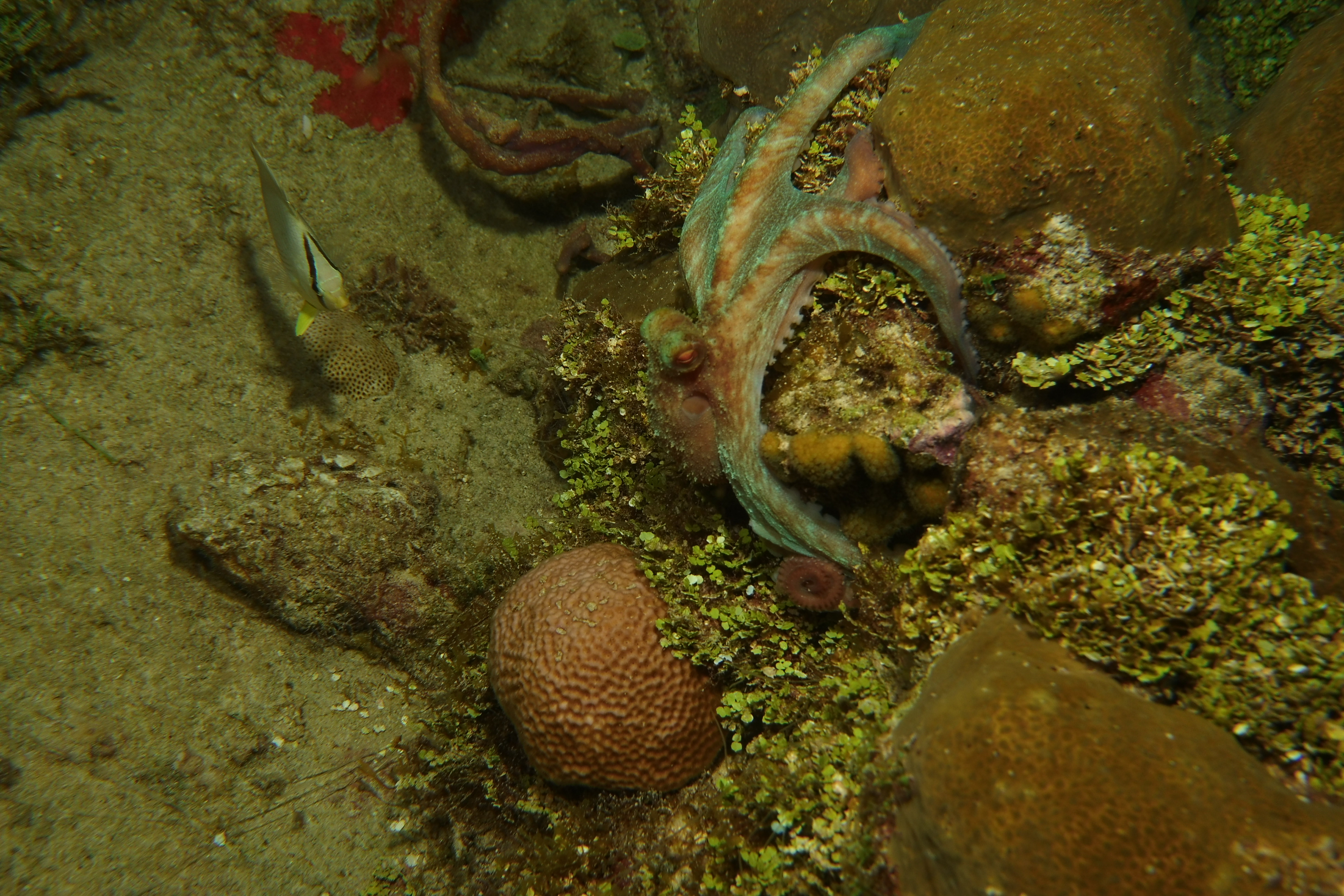 Octopus trying to hide
