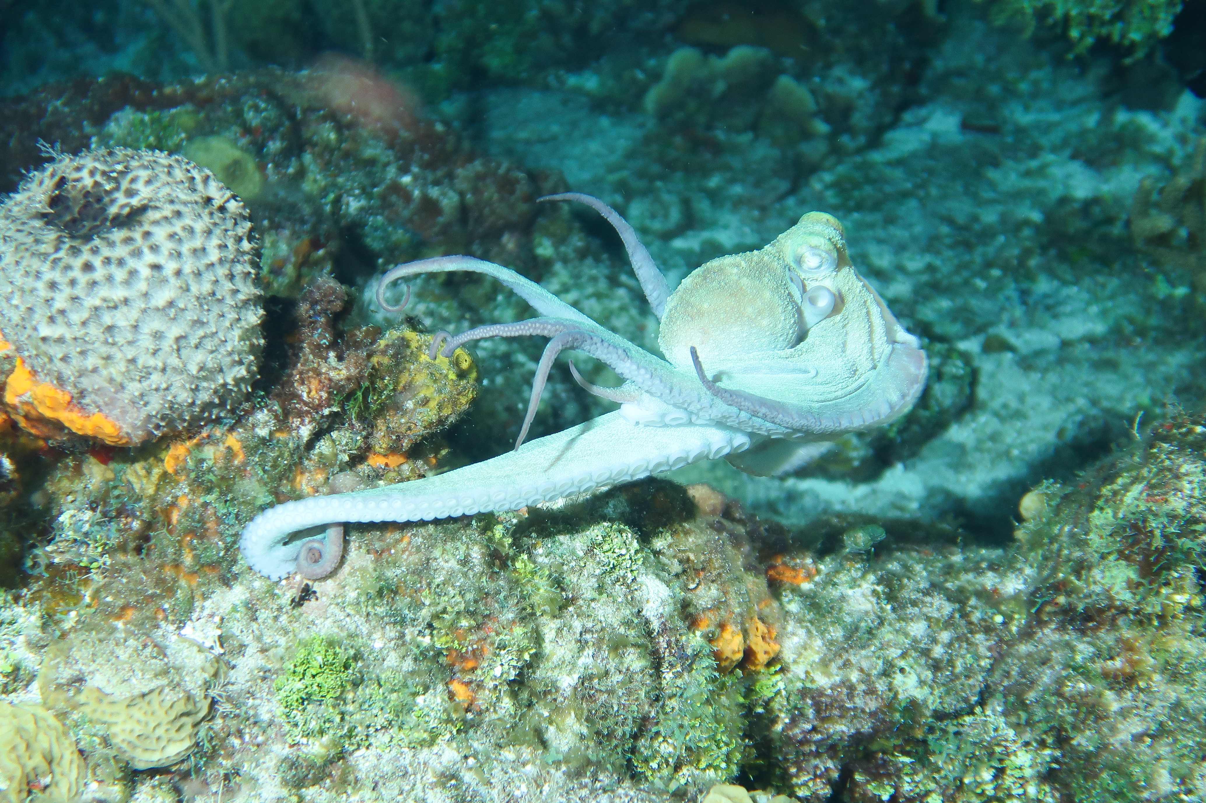 Octopus Two Launching