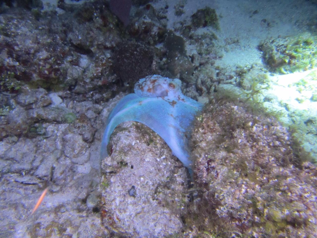 Octopus