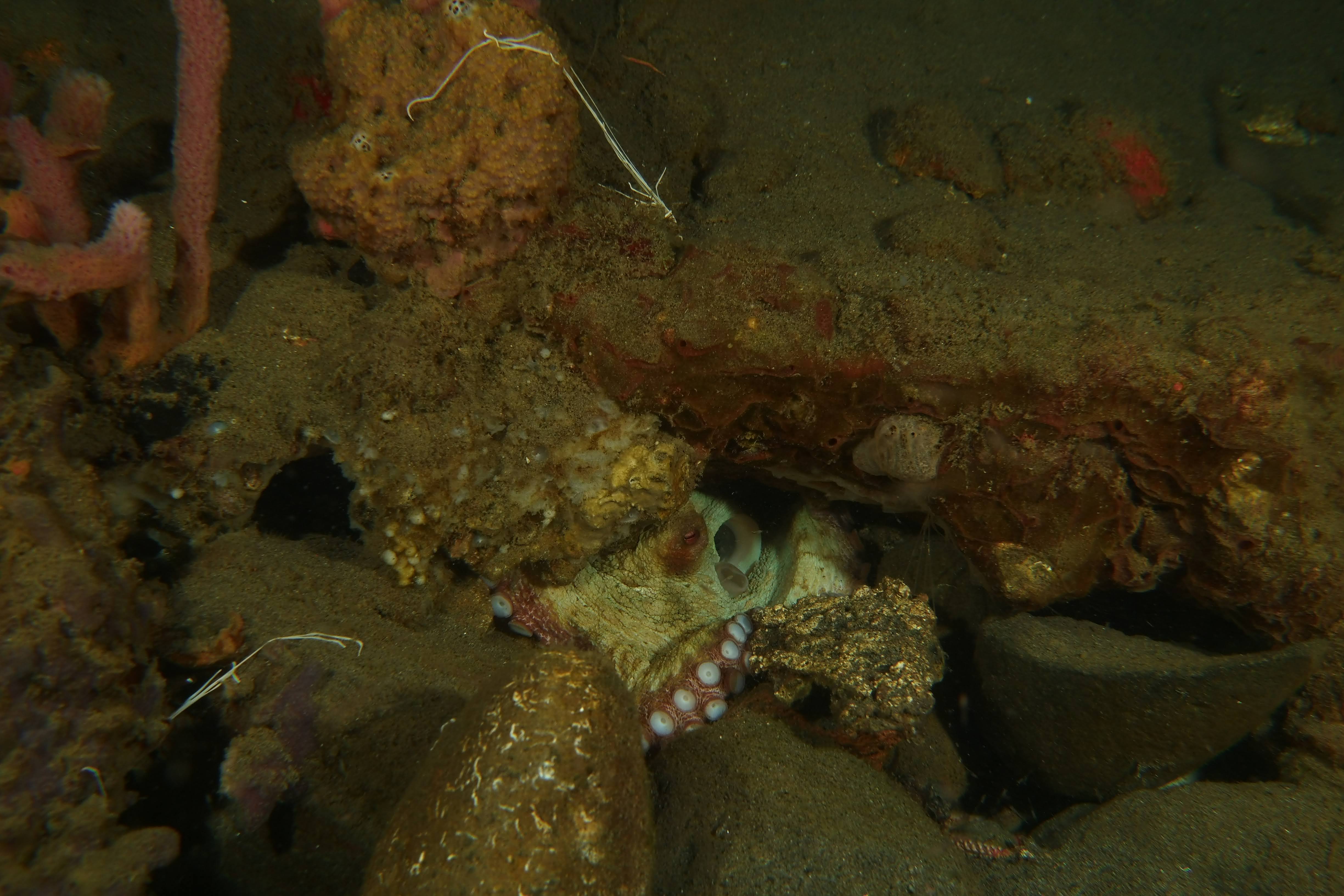 Octopus
