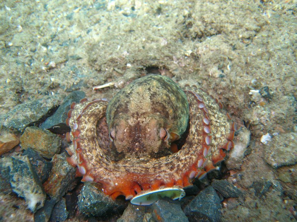 Octopus