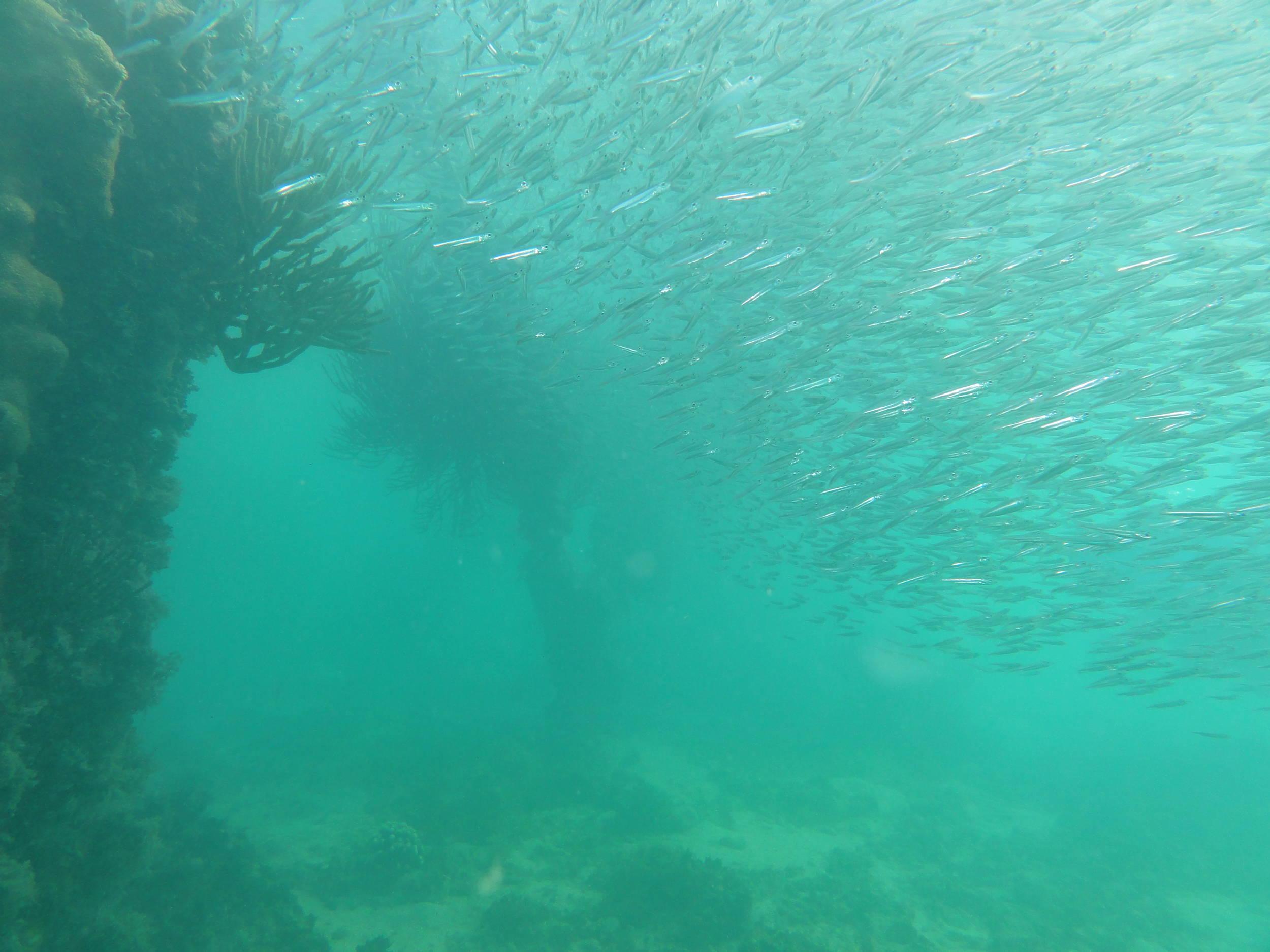 Off the pier at Ft Jefferson