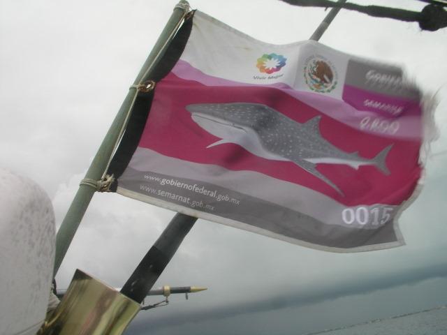 off to see the lizard, oops, I mean whale sharks