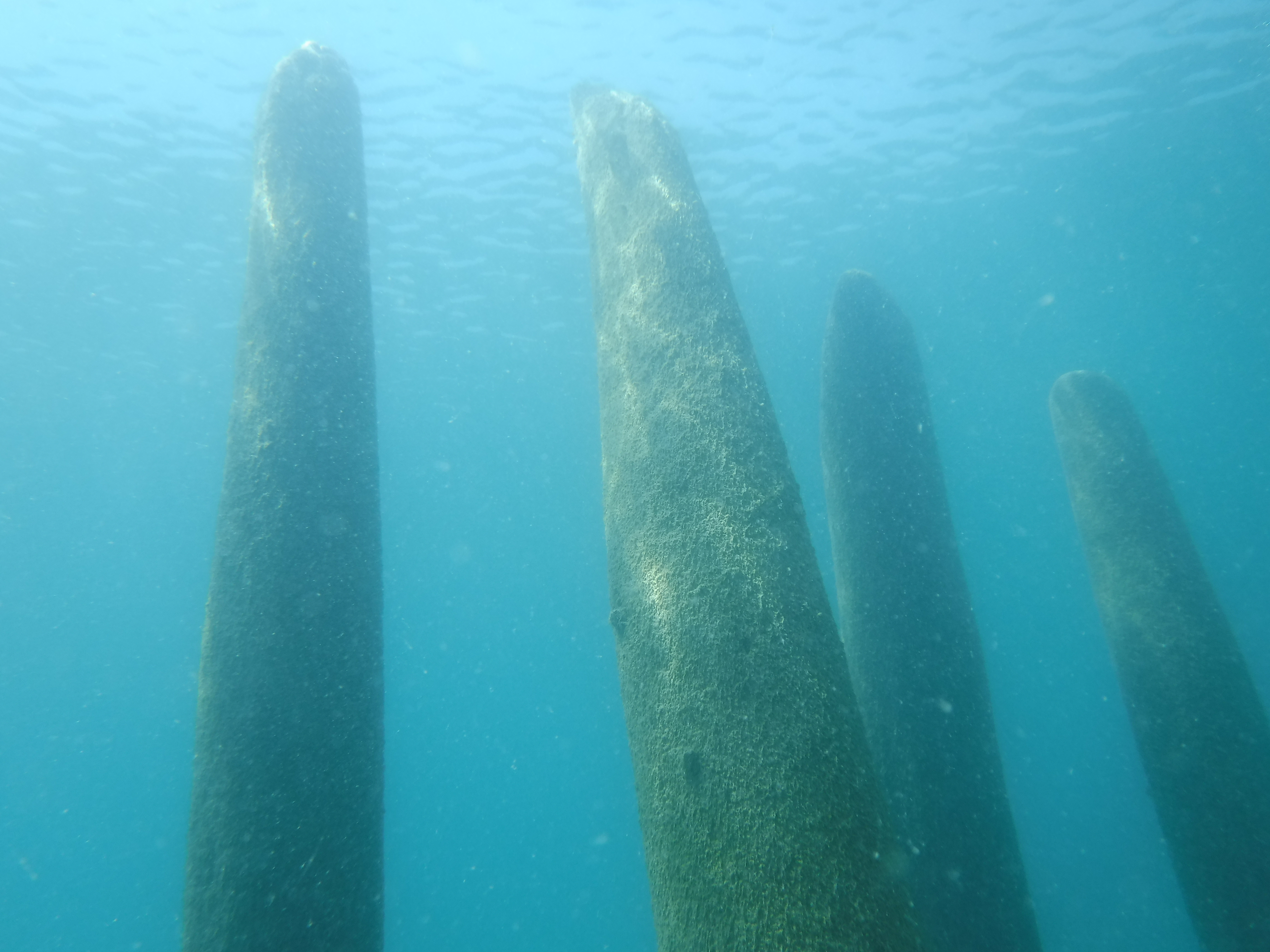 Old Pier Pilings 01 - June Elk Rapids, MI