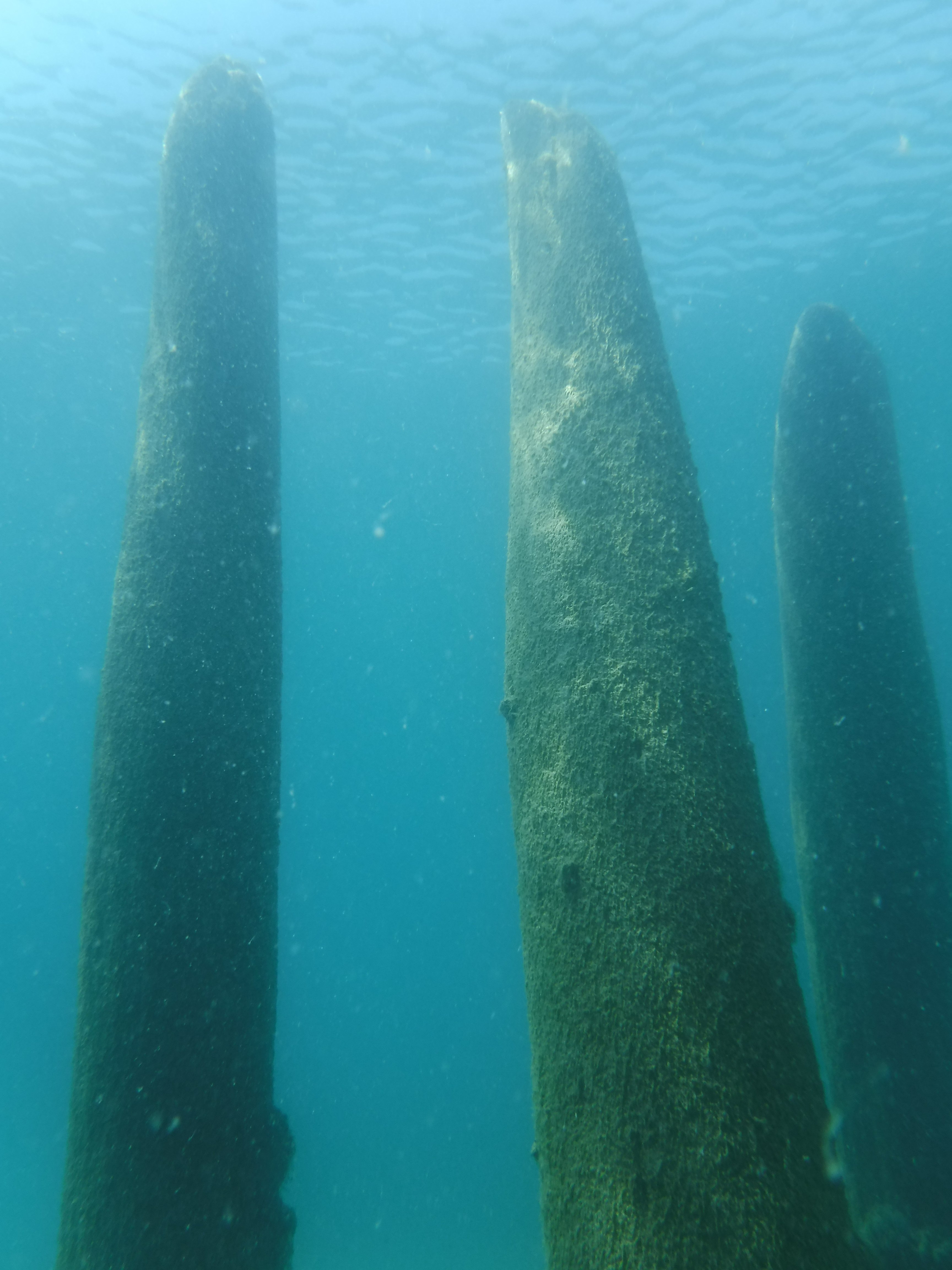 Old Pier Pilings 02 - June Elk Rapids, M