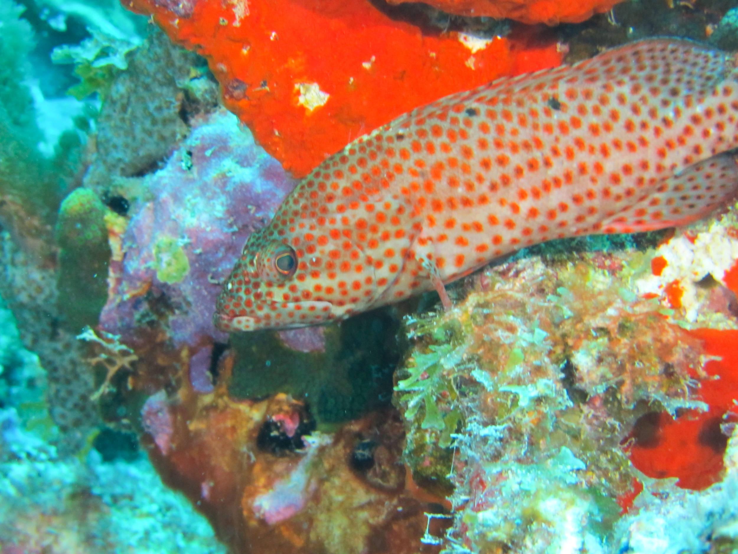 On guard at Bari Reef