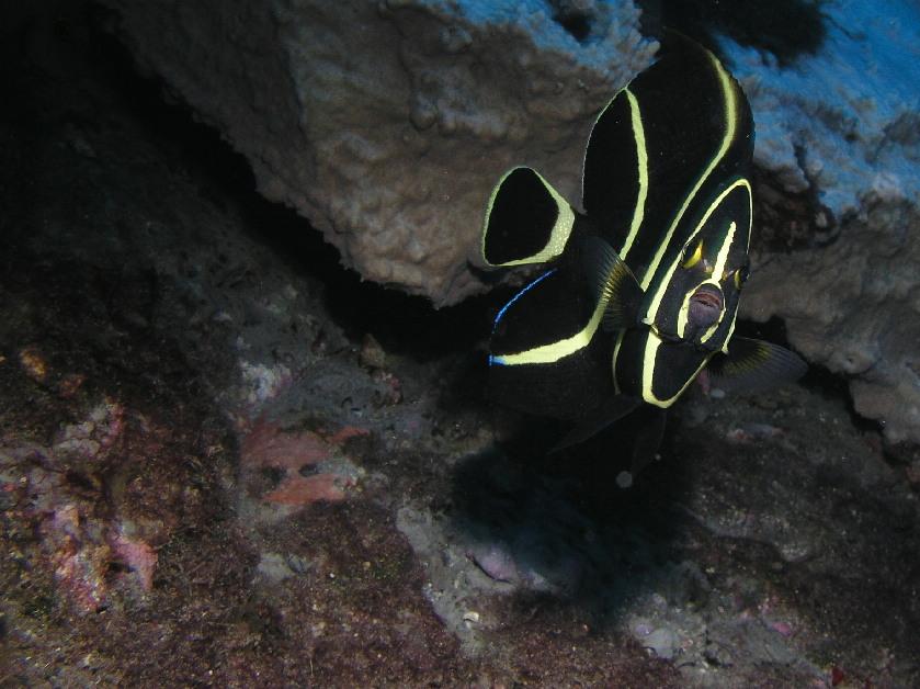 one day I'll be an angel