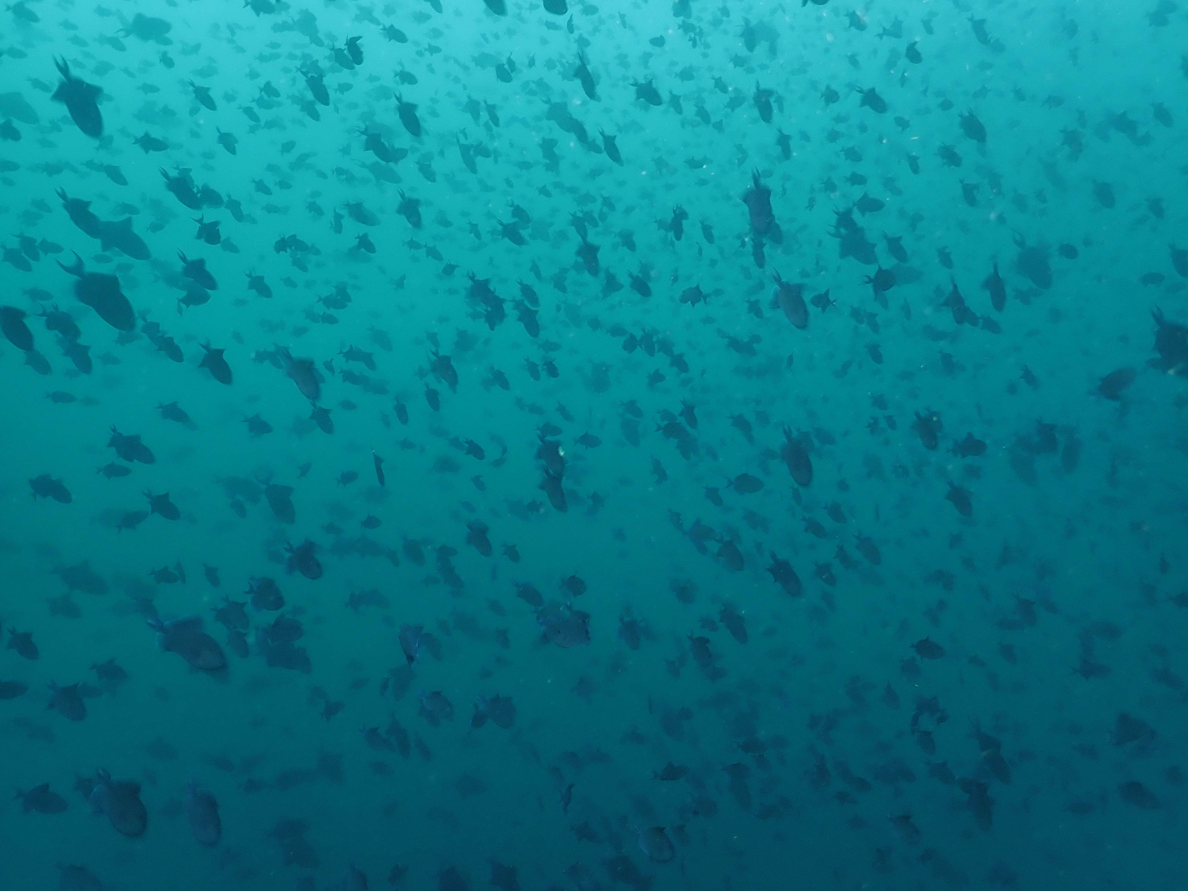 One fish, two fish, lotsa blue fish