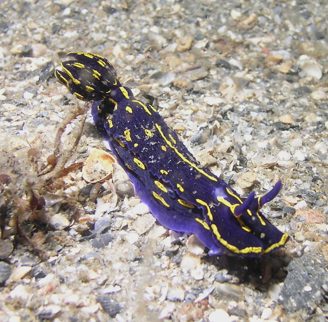 One nudi