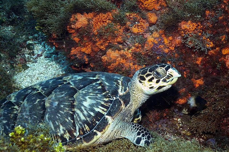 one of many turtles this trip
