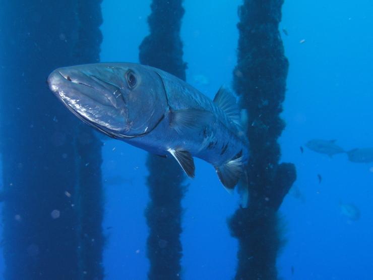 ooooh, barracuda