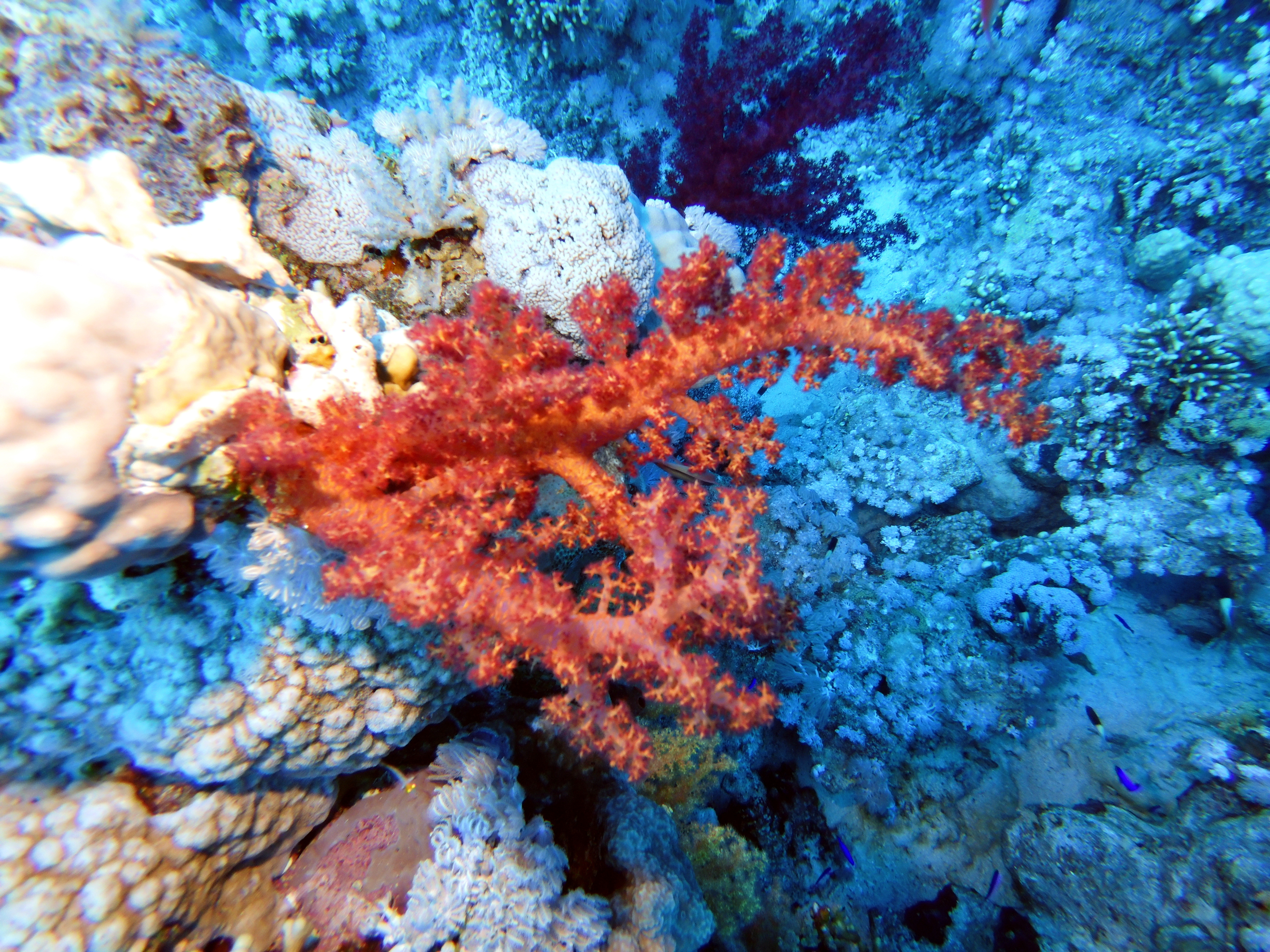 Orange coral at Jackson Reef