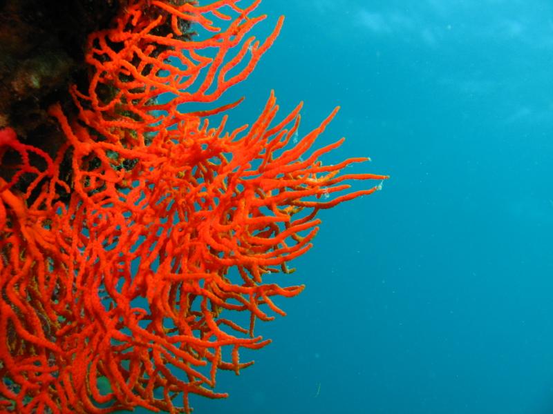 orange coral IMG_5616