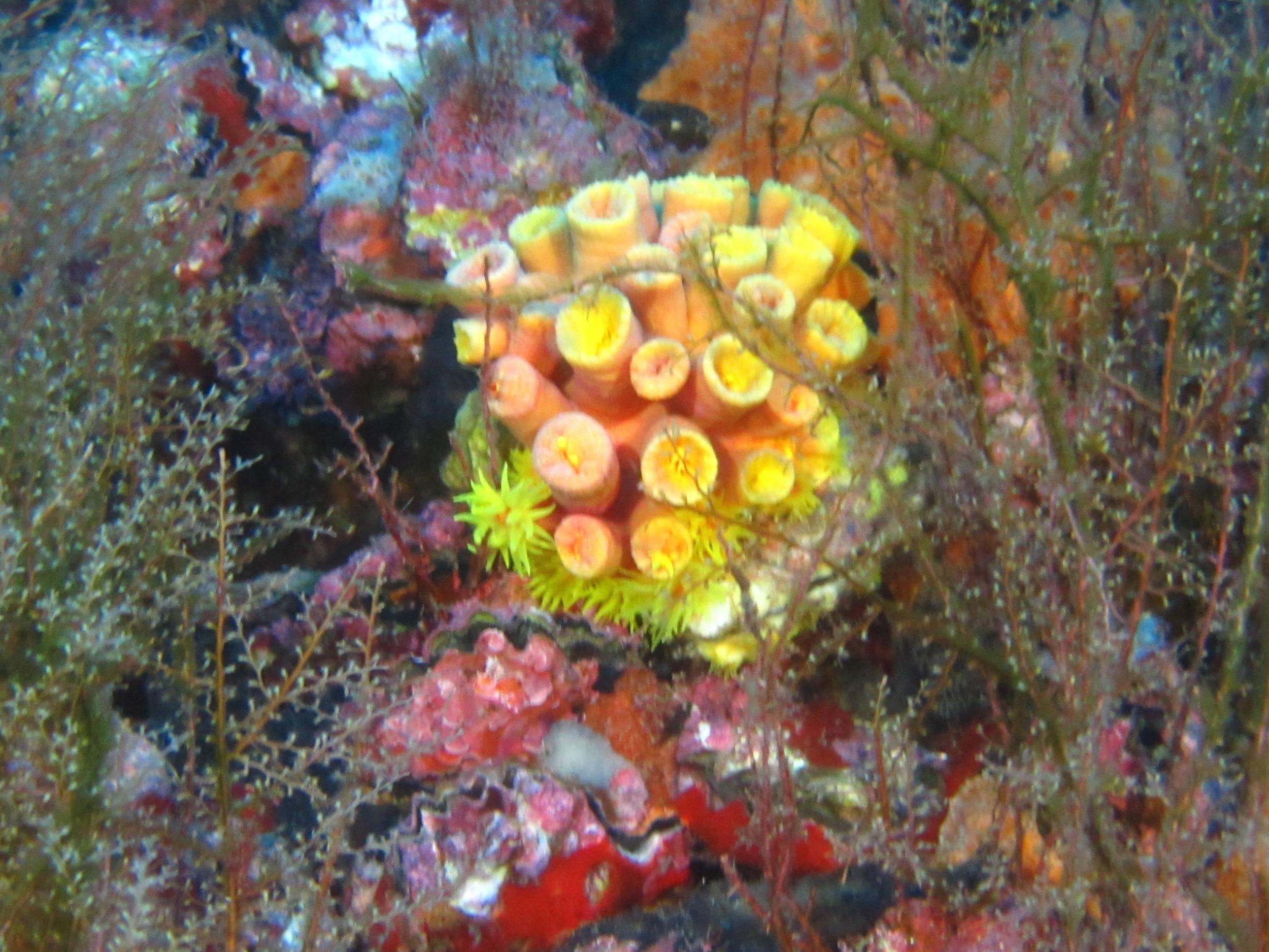 Orange Cup Coral on Oil Rig