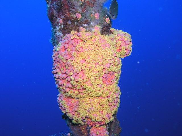 orange cup coral