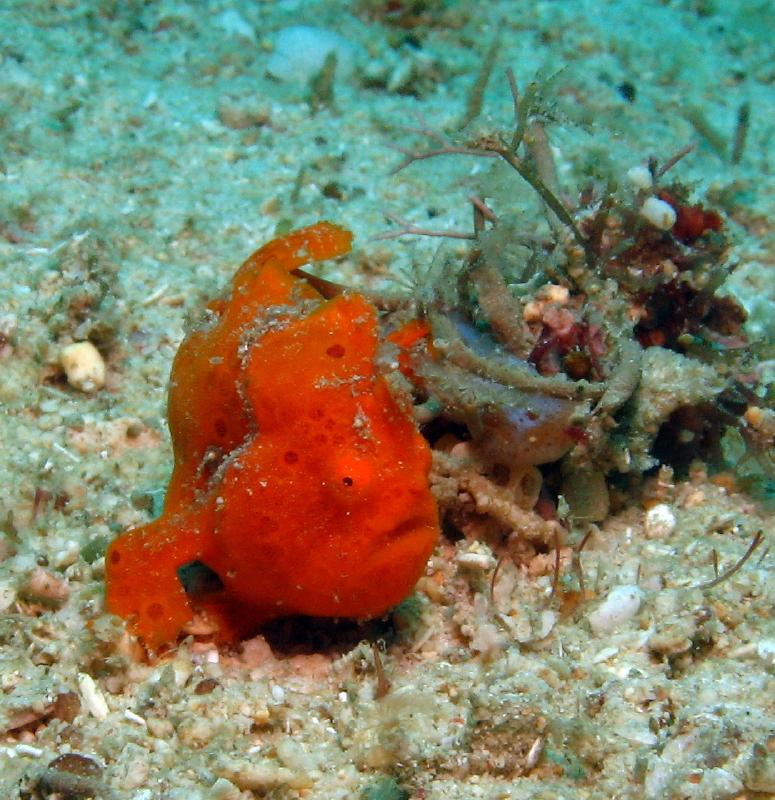 orange frogfish IMG_6617b