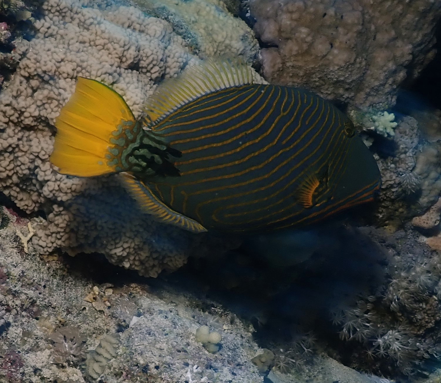 Orange-lined Triggerfish