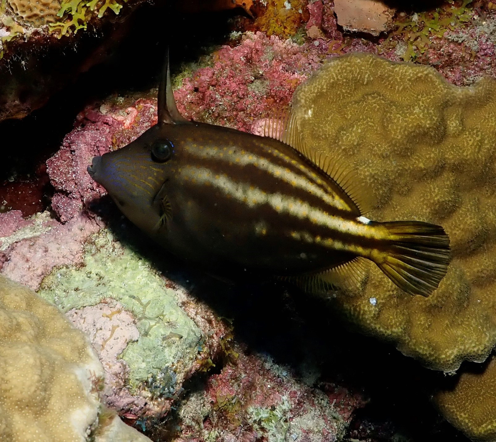 Orangespotted filefish