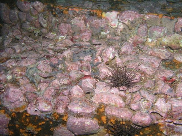 Oriskany encrustation