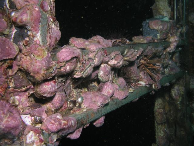 Oriskany encrustation