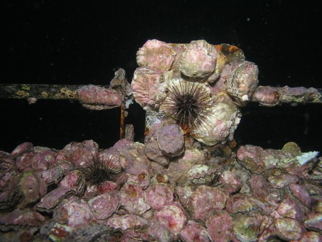Oriskany encrustation