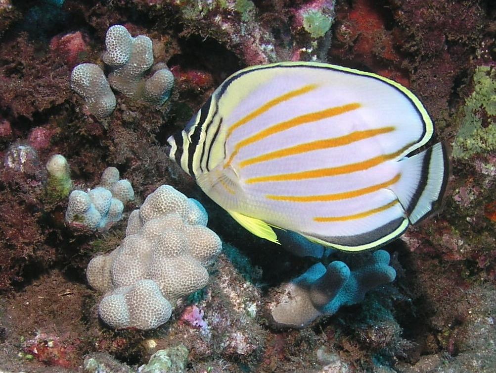 Ornate Butterflyfish (Kikakapu)