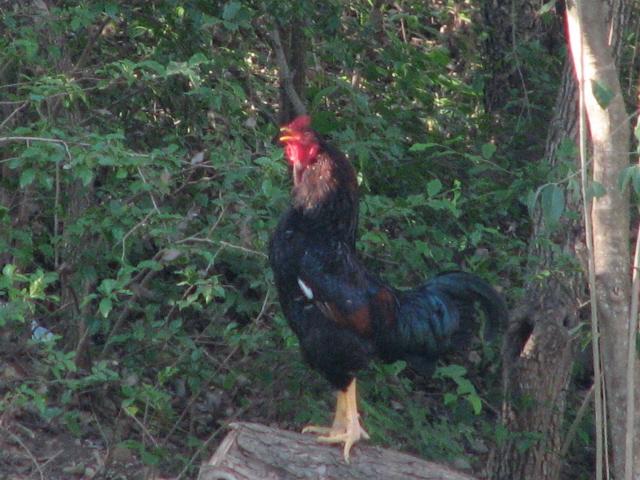 Our new alarm in actio
