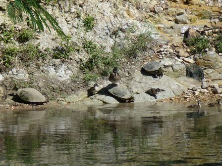 Our river friends