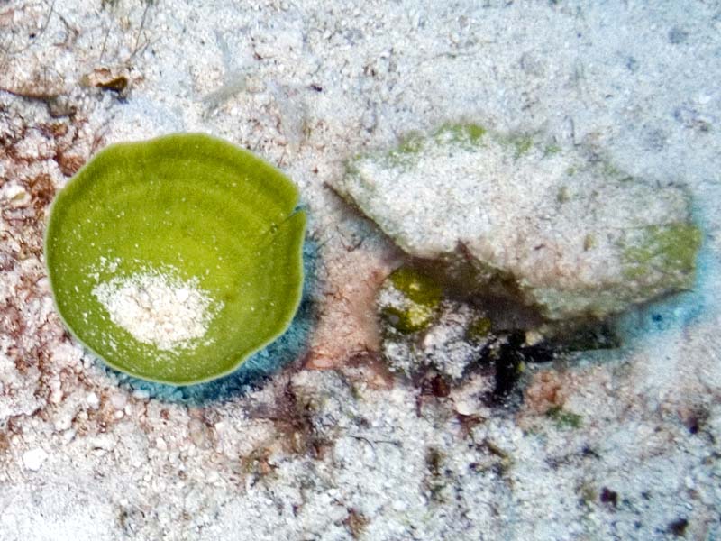 Outback + PEZ diver = Happy!