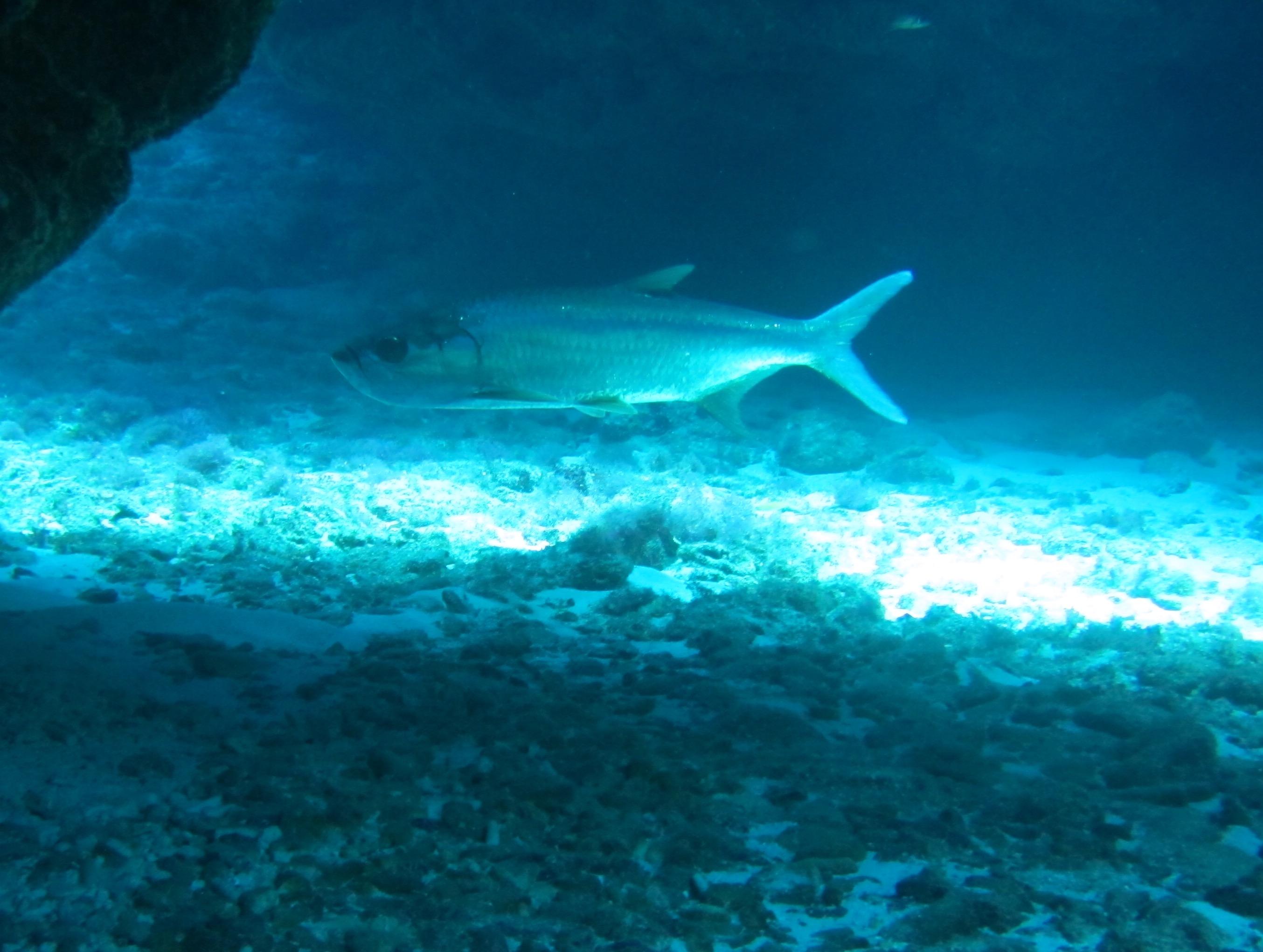 Overhang tarpon