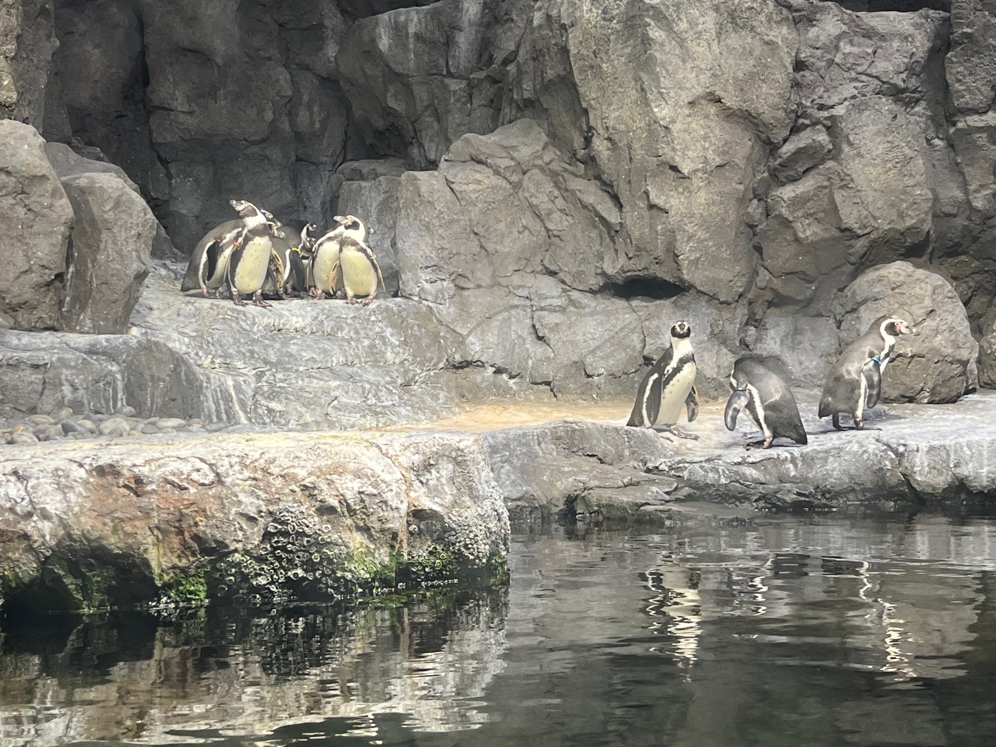 P-p-p-p-penguins