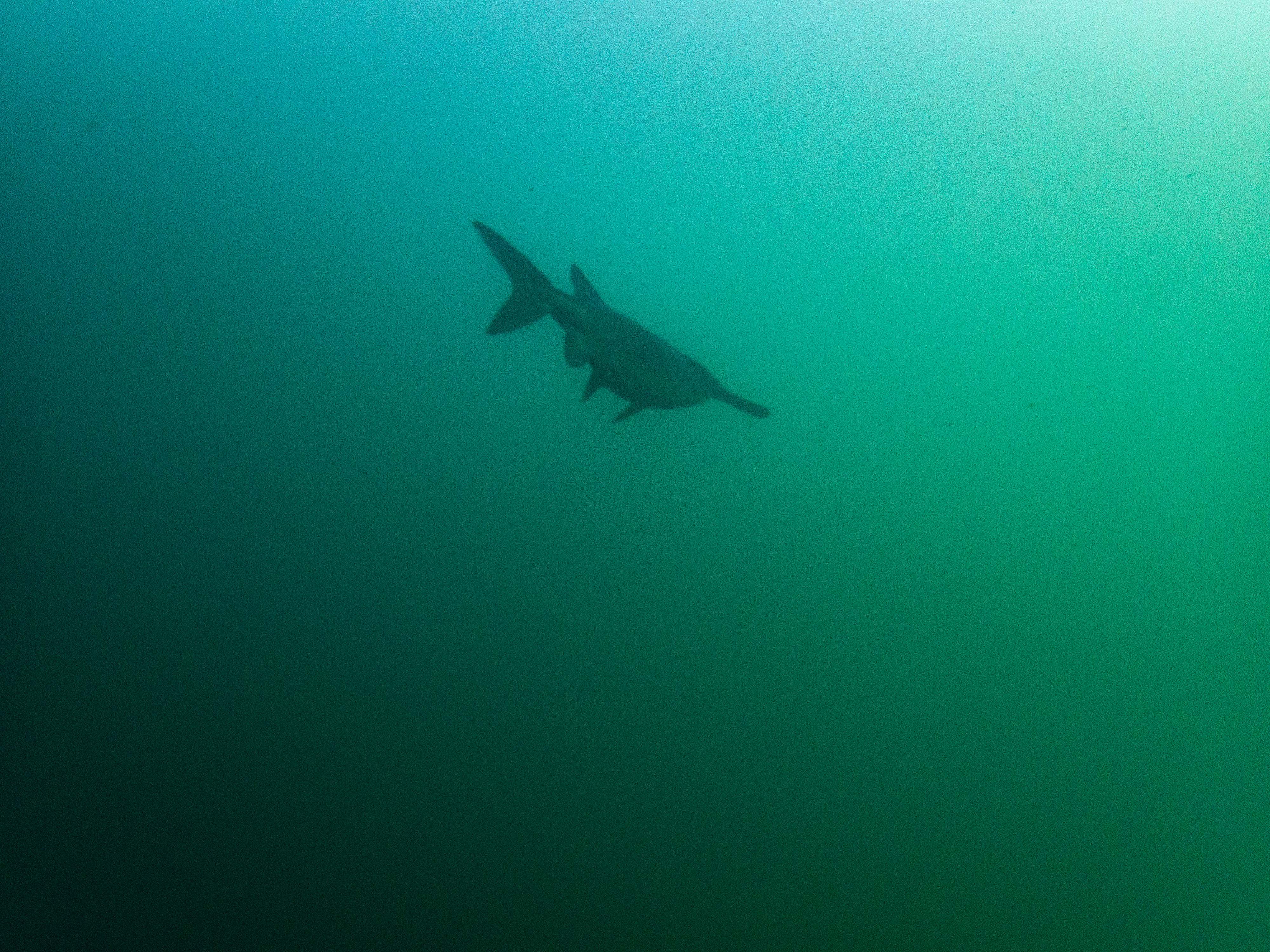 Paddlefish Loch low minn