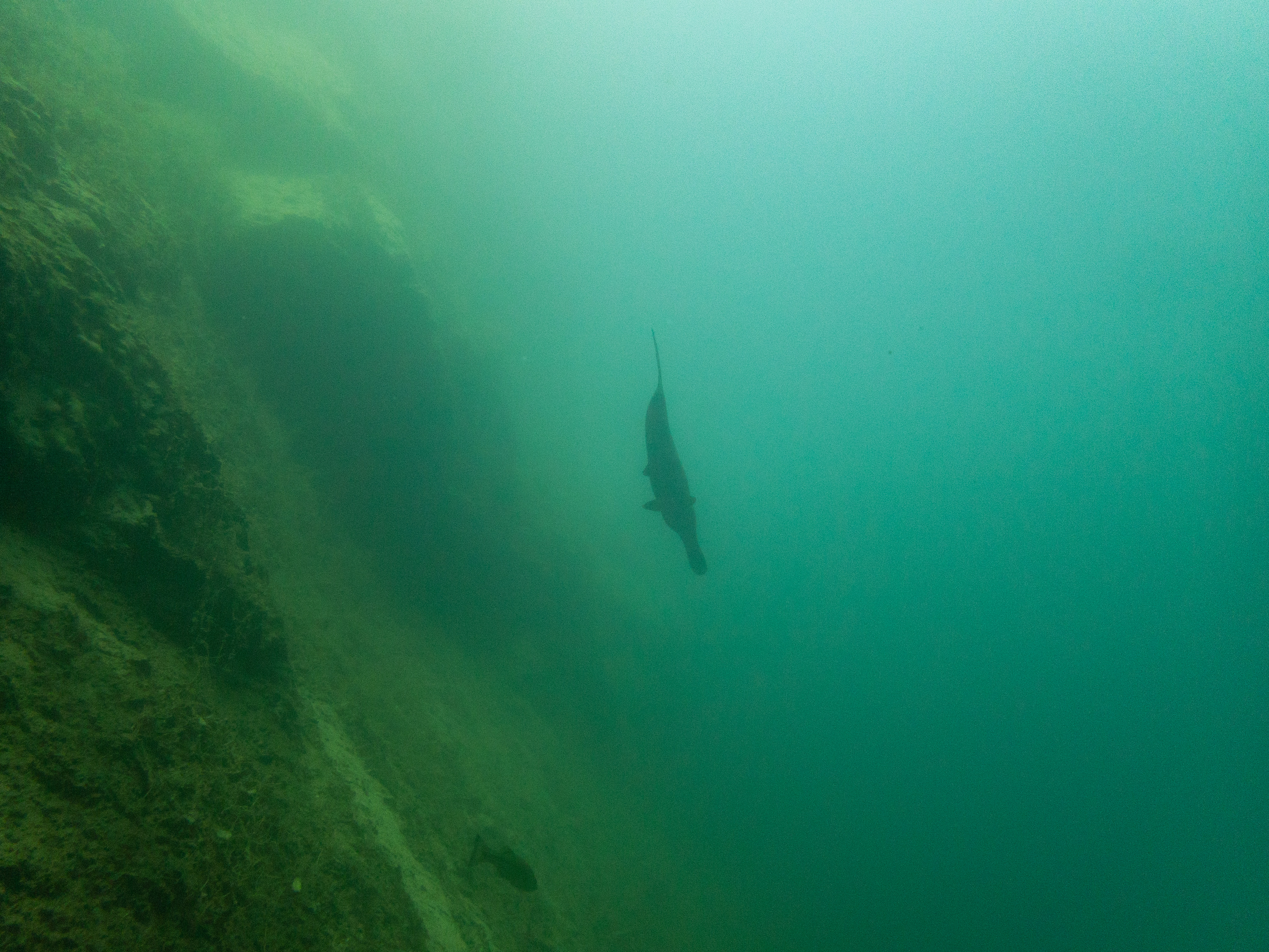 Paddlefish Loch low minn