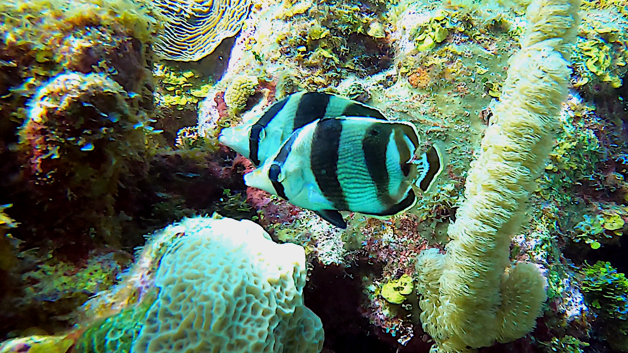 Pair of banded butterflyfish