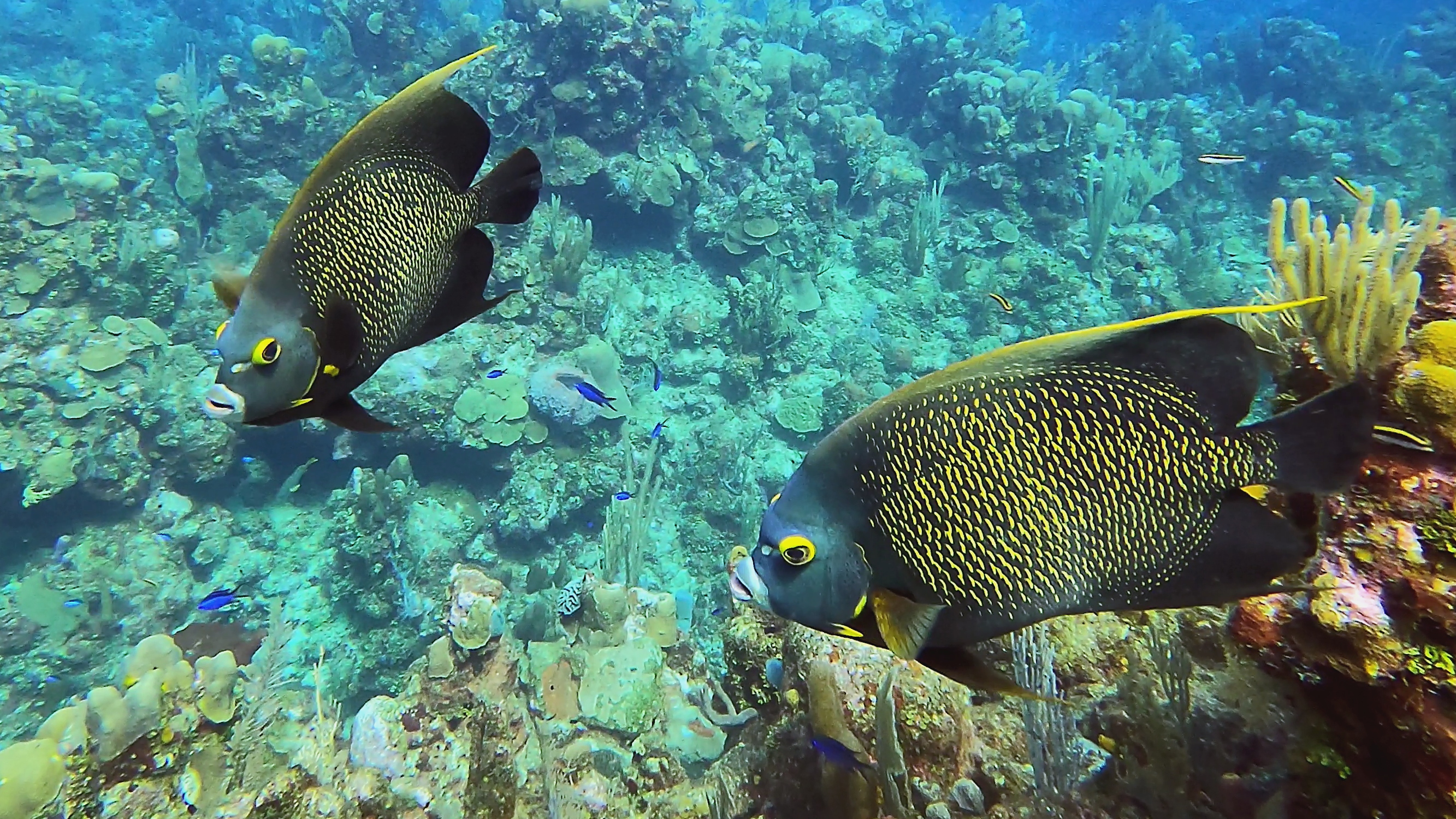 Pair of french angelfish