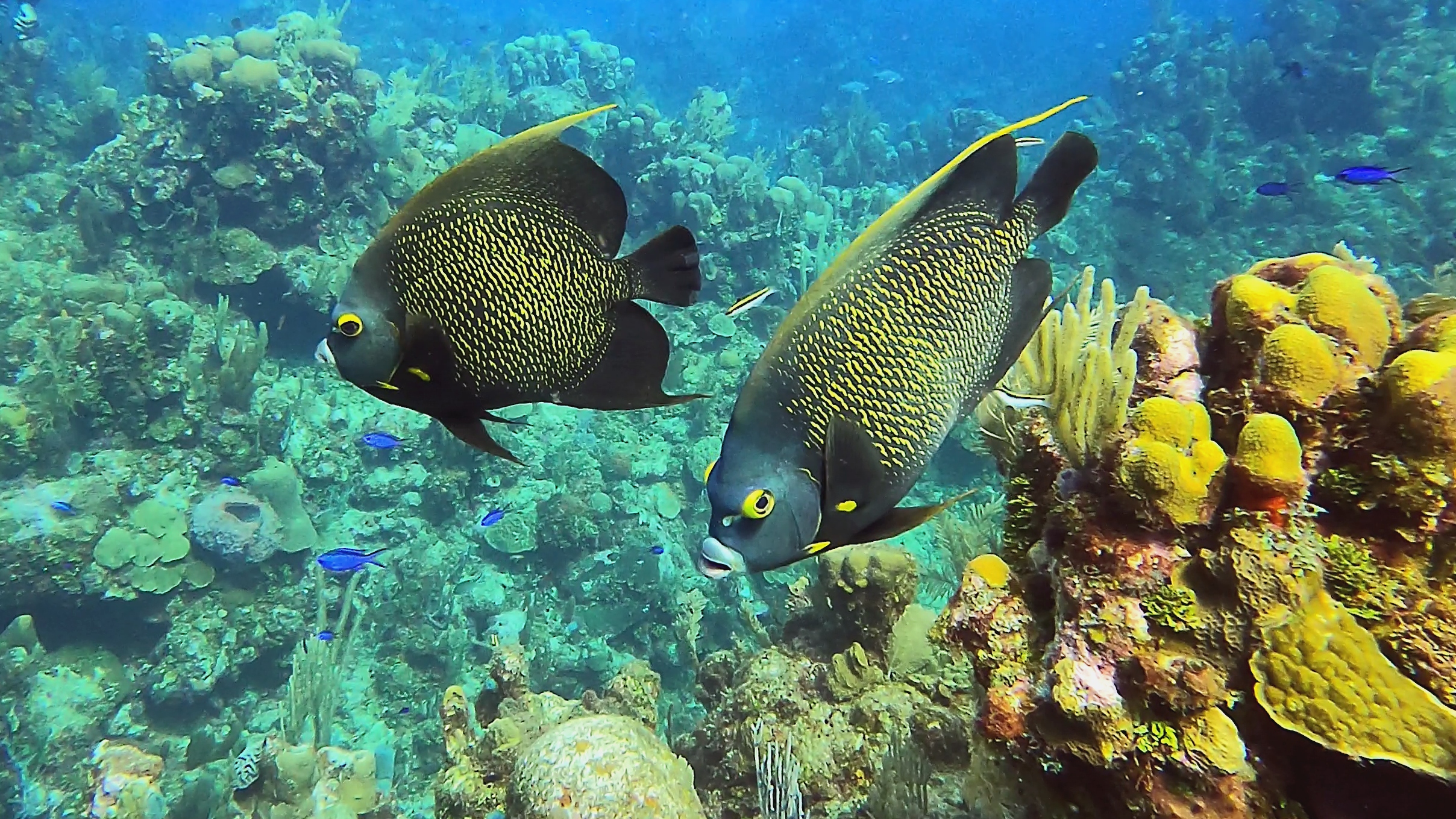 Pair of french angelfish