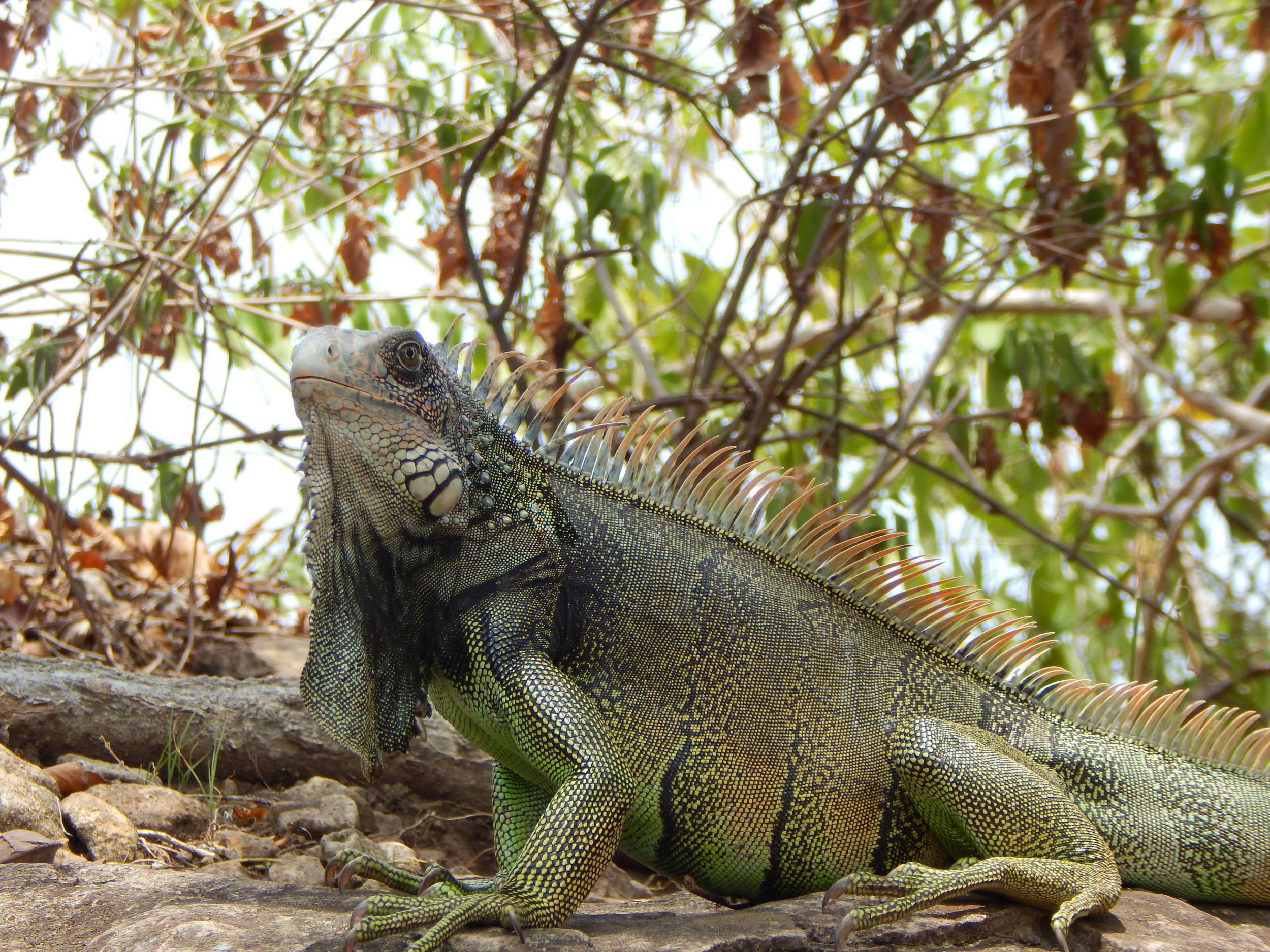 Panama City