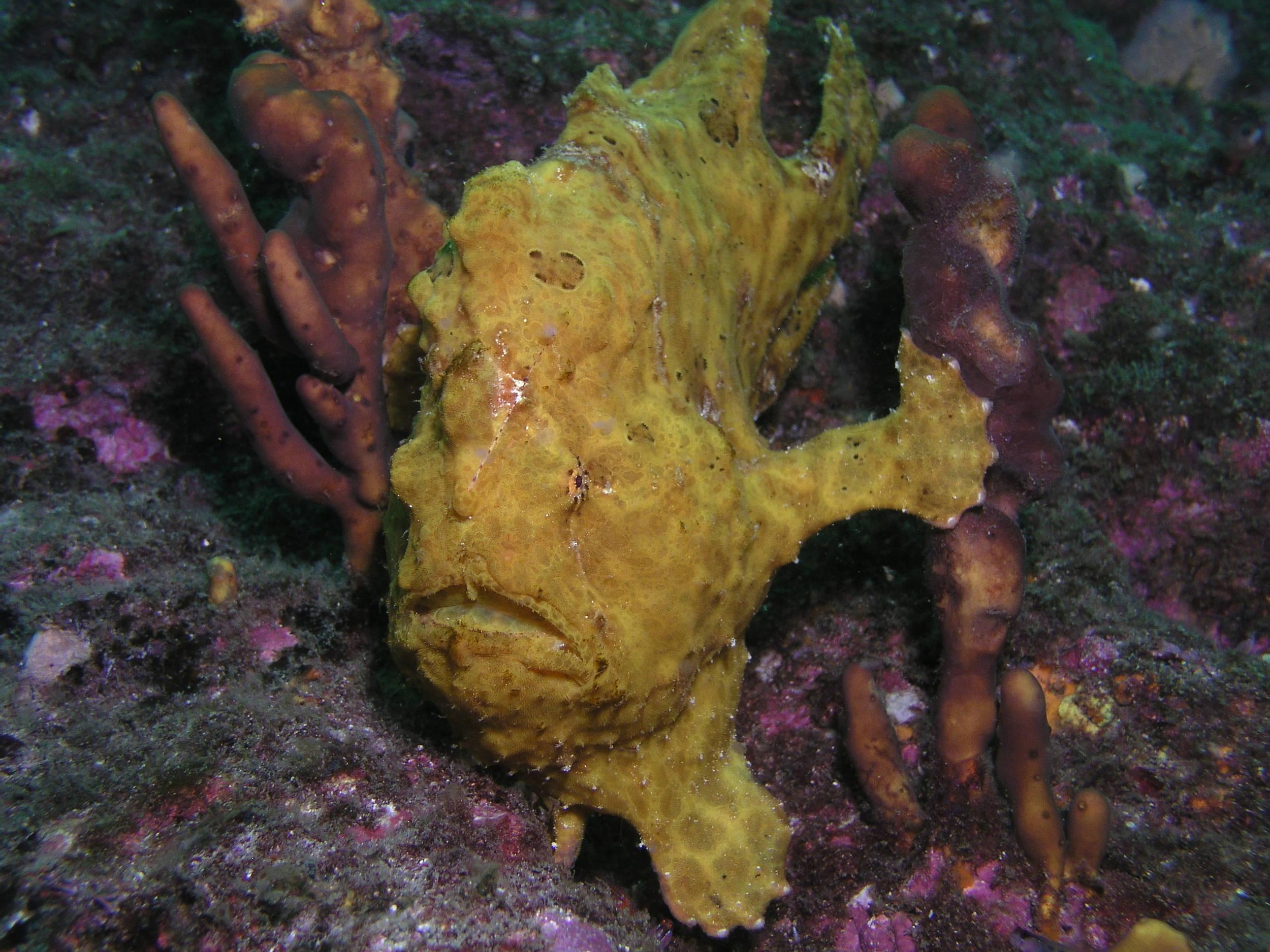 Panamanian Frogfish