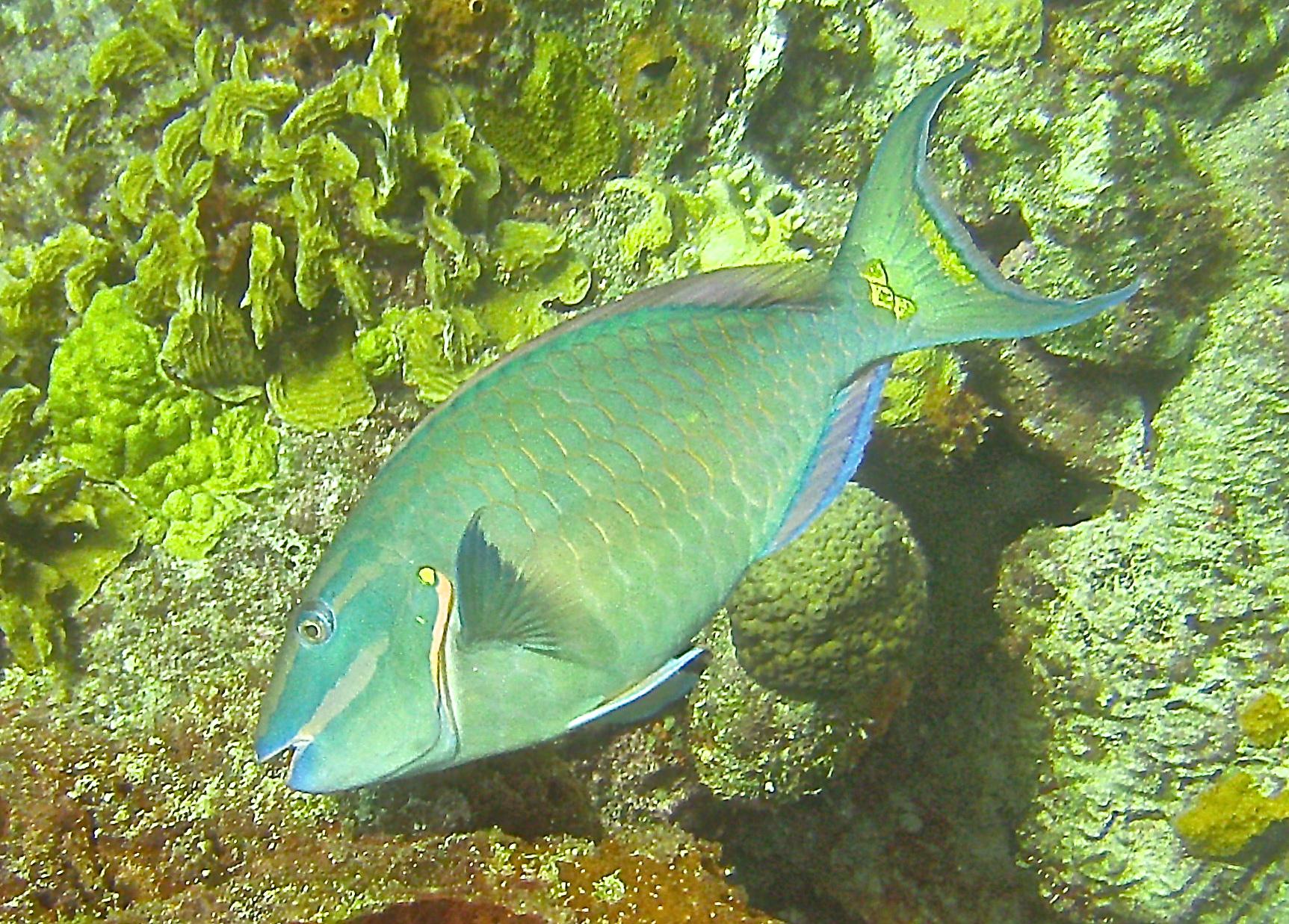 Parrot fish?